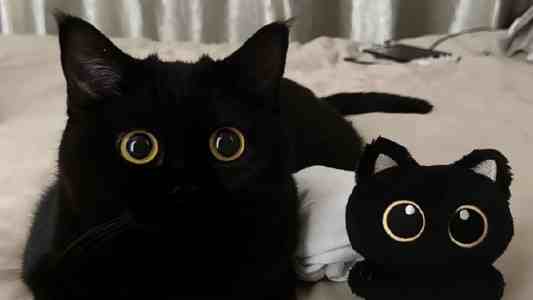 R语言实战：打造个性化股票K线图，集成布林线指标分析