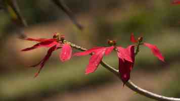 IMX6ULL SDK移植实战：从Boot到裸机驱动开发全攻略