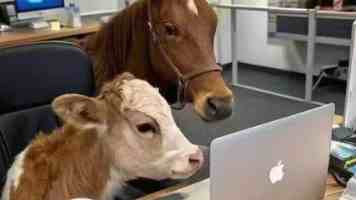 Spring 工厂后处理器（BeanFactoryPostProcessor）深度解析与实战避坑