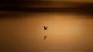 从决策树到思维树：机器学习模型演进与工程实践