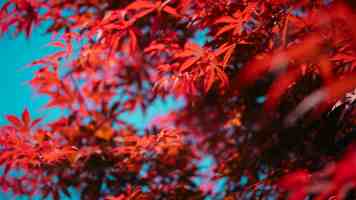 C 语言字符与字符串函数深度解析：避坑指南与性能优化